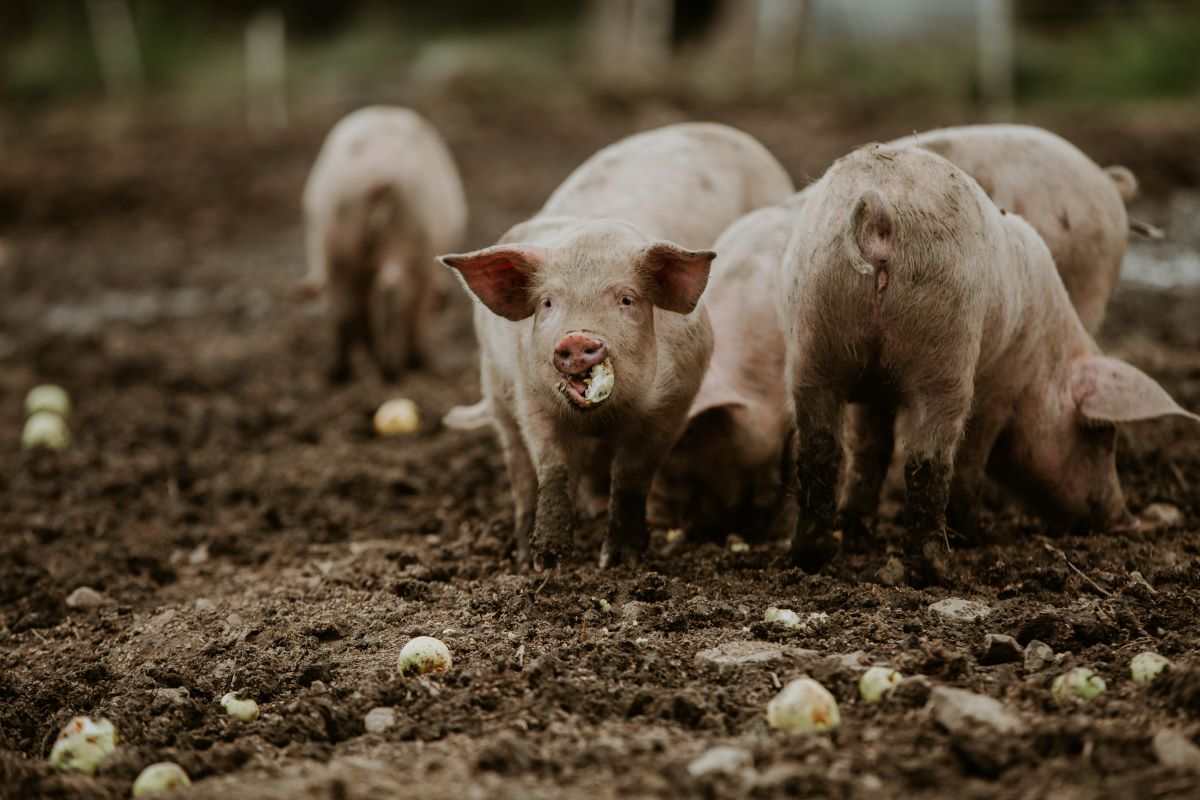 picture of pig chomping on an apple at UK farm