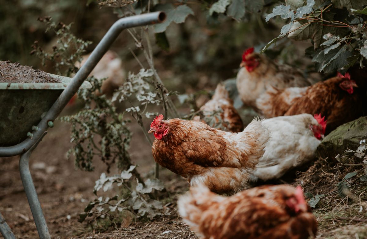 professional photography of chickens at british farm