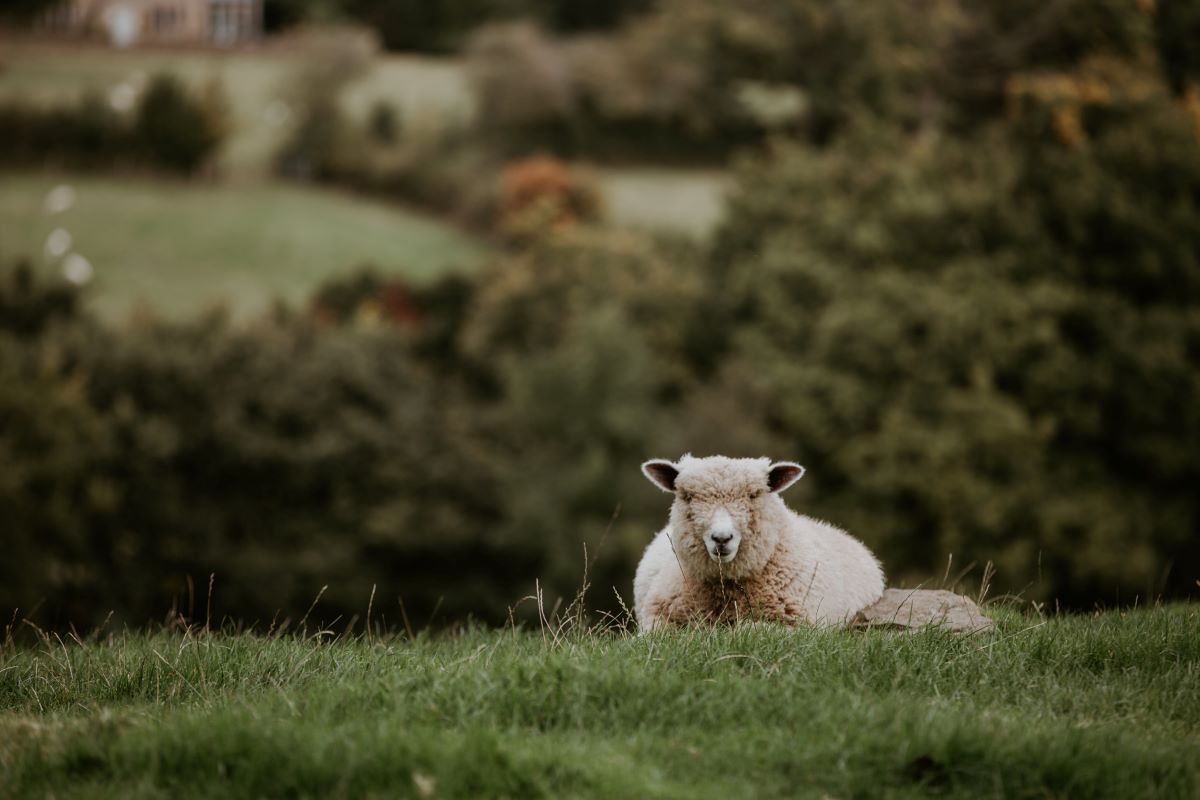 picture of sheep at british farm in derbyshire