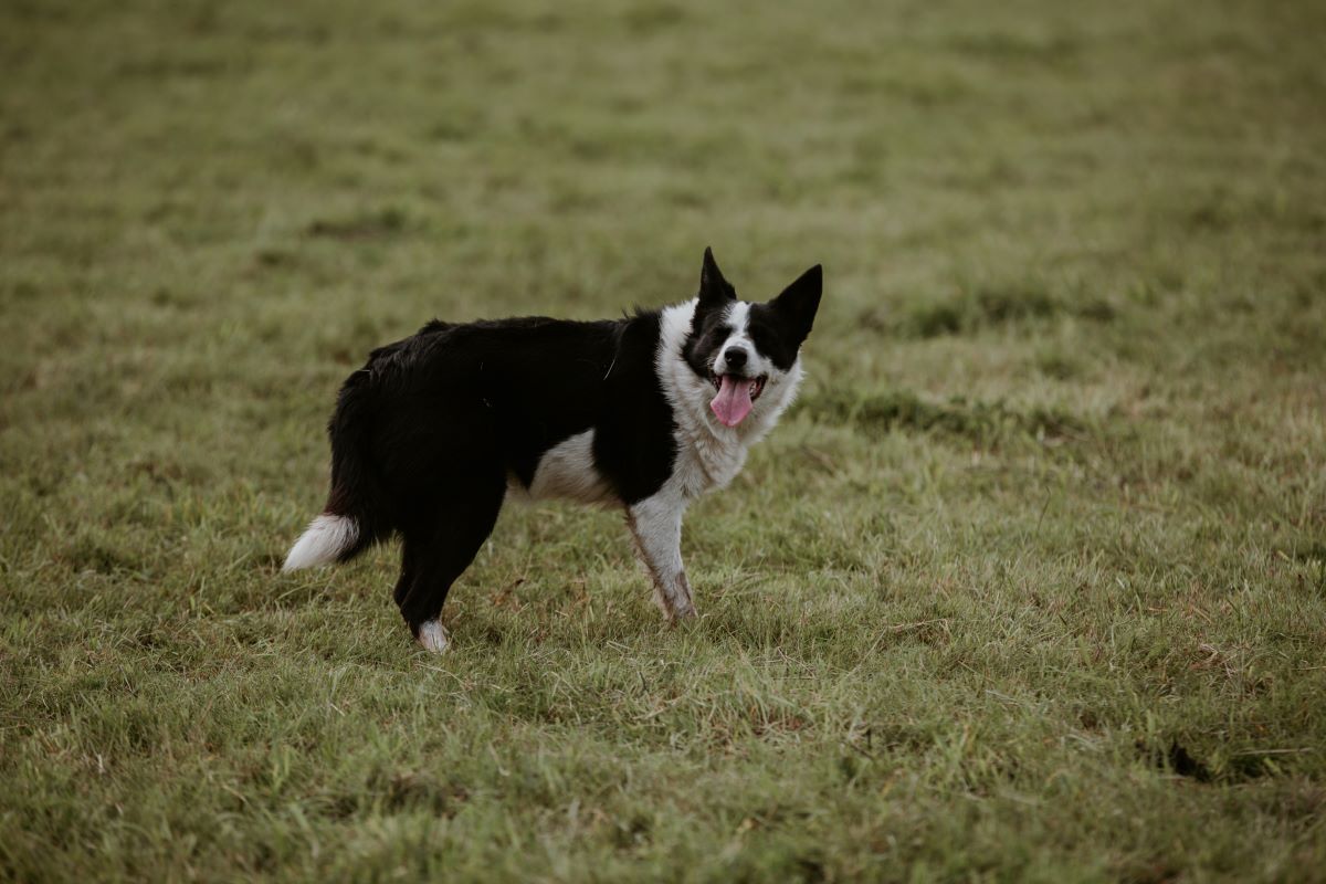 traditonal sheepdog on British farm