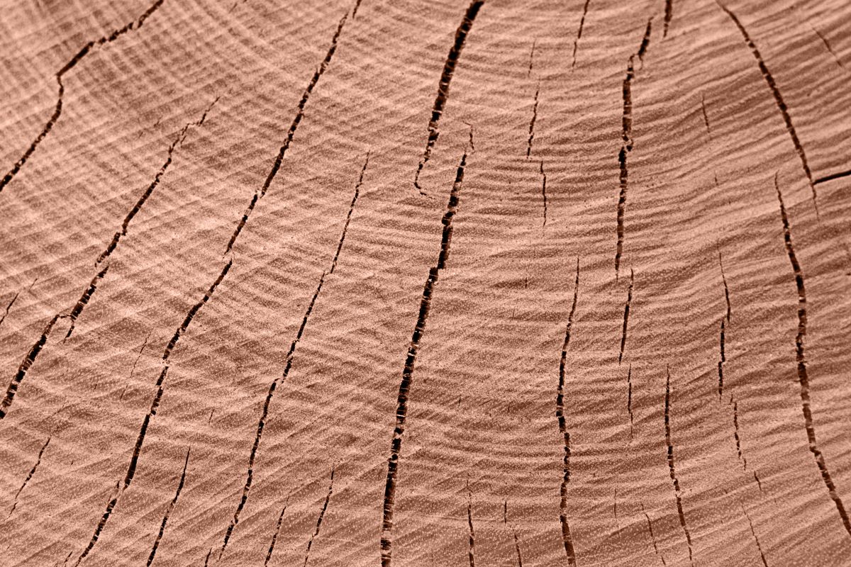 close up shot of inner core of wood